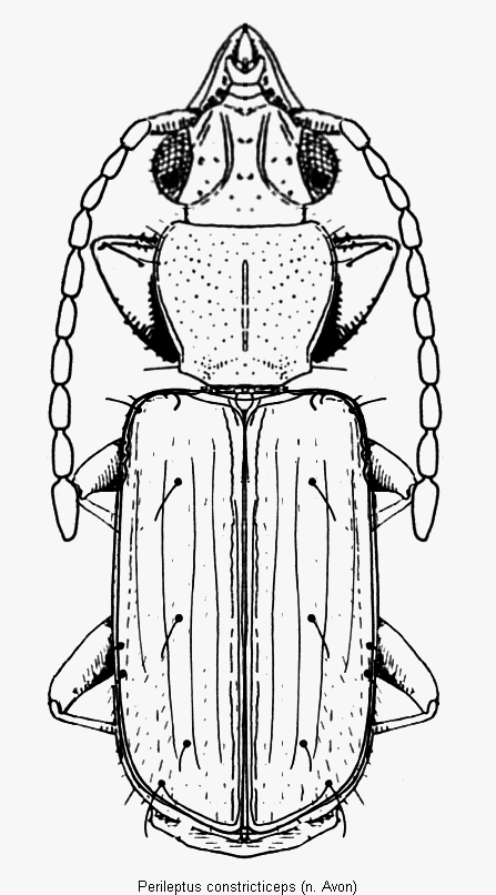 perileptus_constricticeps_hab.gif