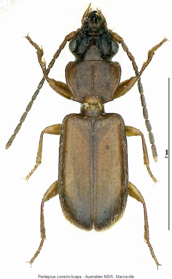 perileptus_constricticeps_hab.jpg