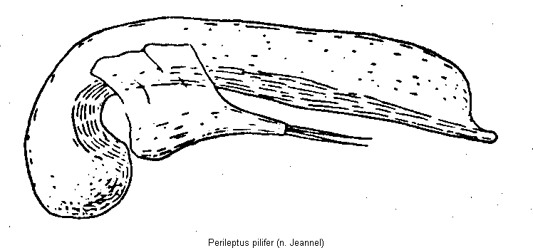 perileptus_pilifer.gif