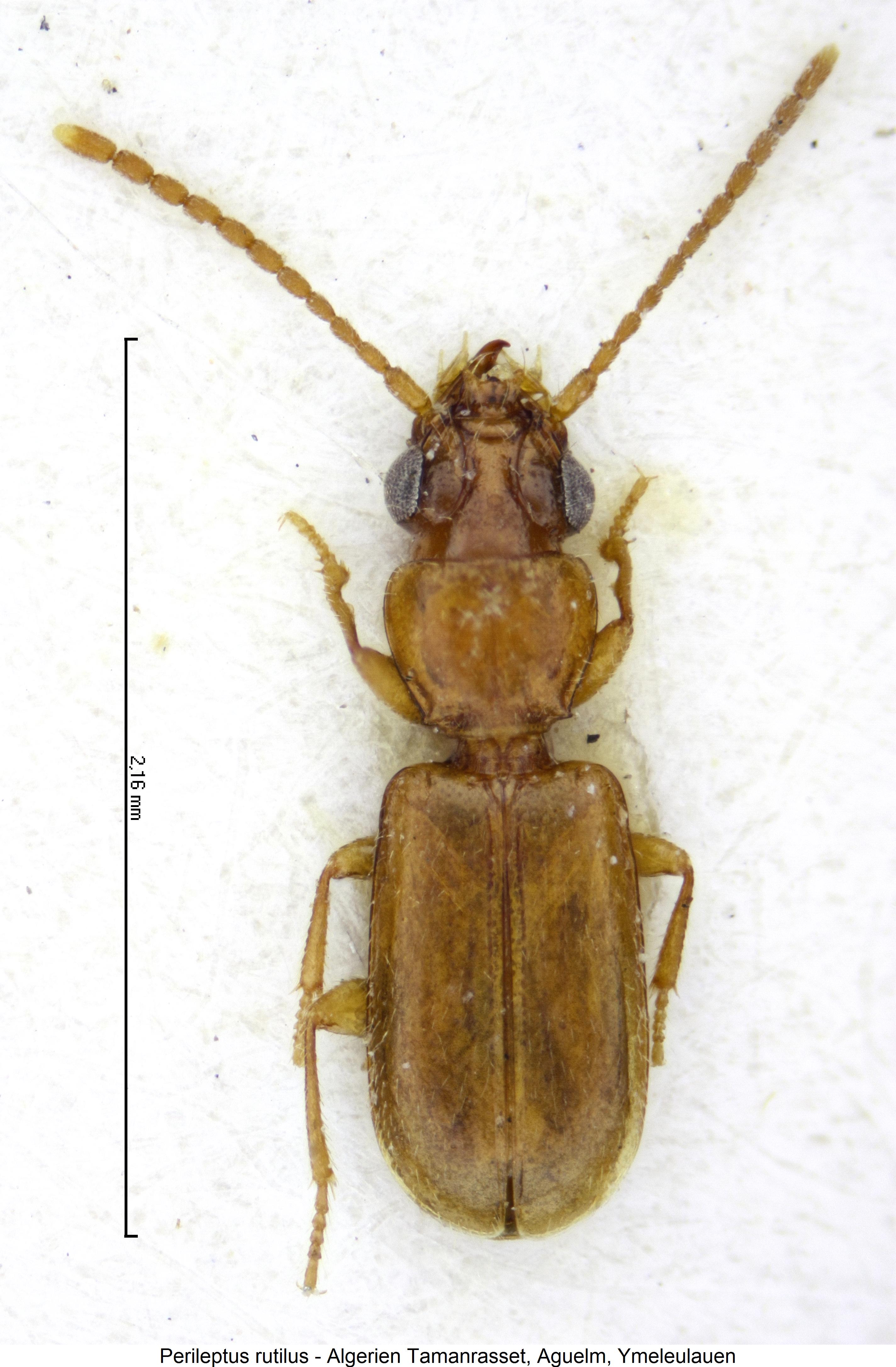 perileptus_rutilus_hab.jpg