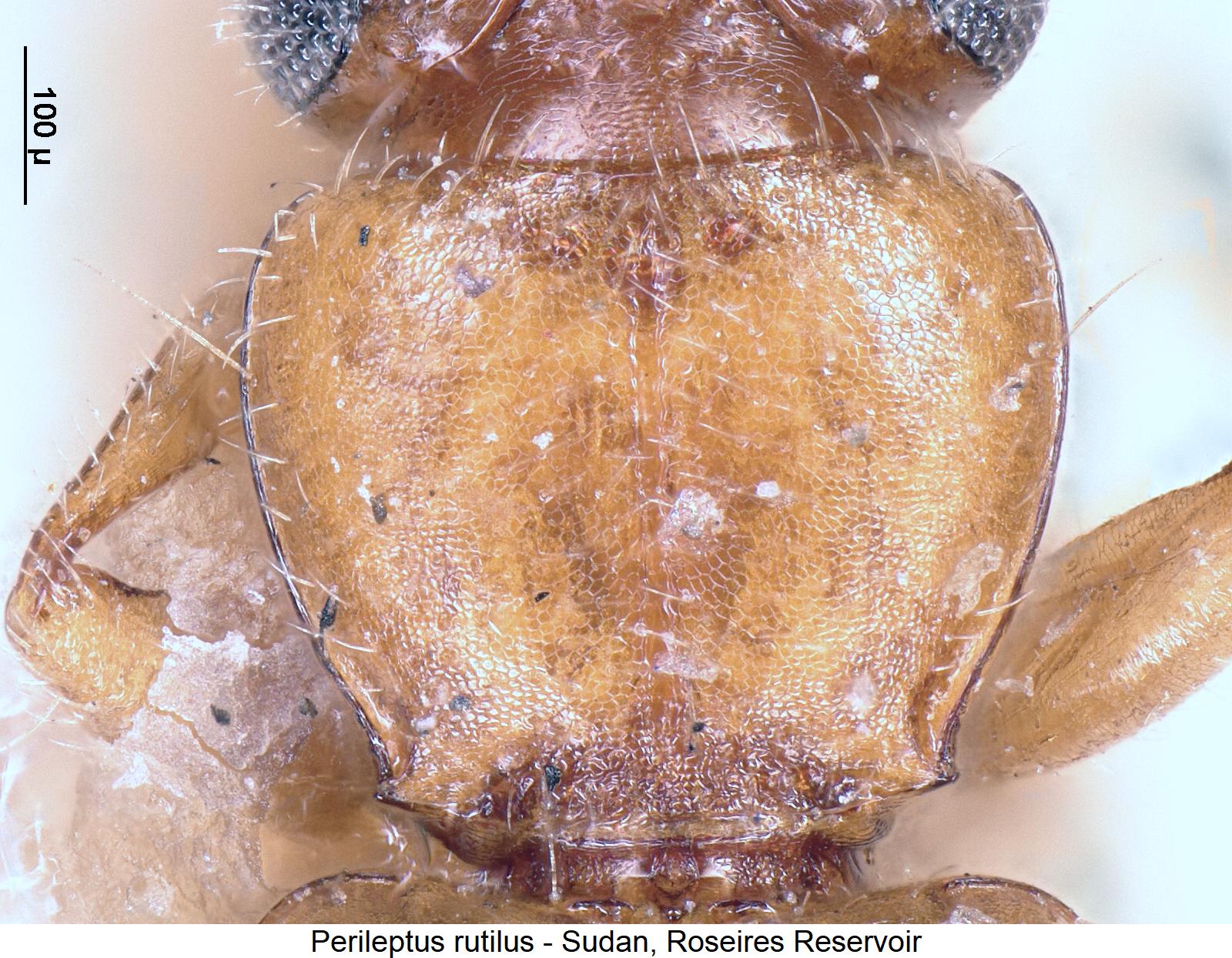 perileptus_rutilus_hsch.jpg