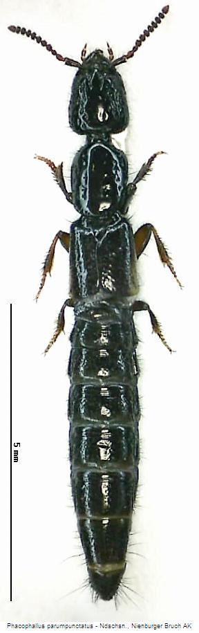 phacophallus_parumpunctatus_hab.jpg