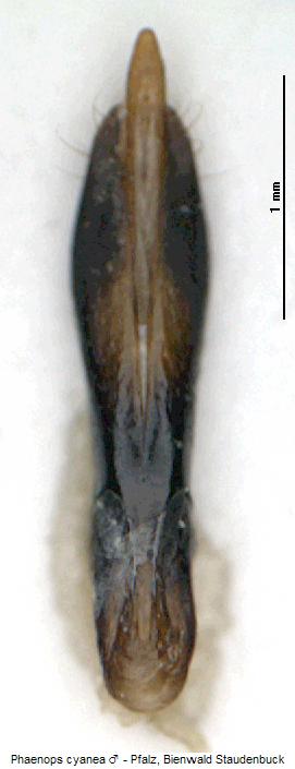 phaenops_cyanea.jpg