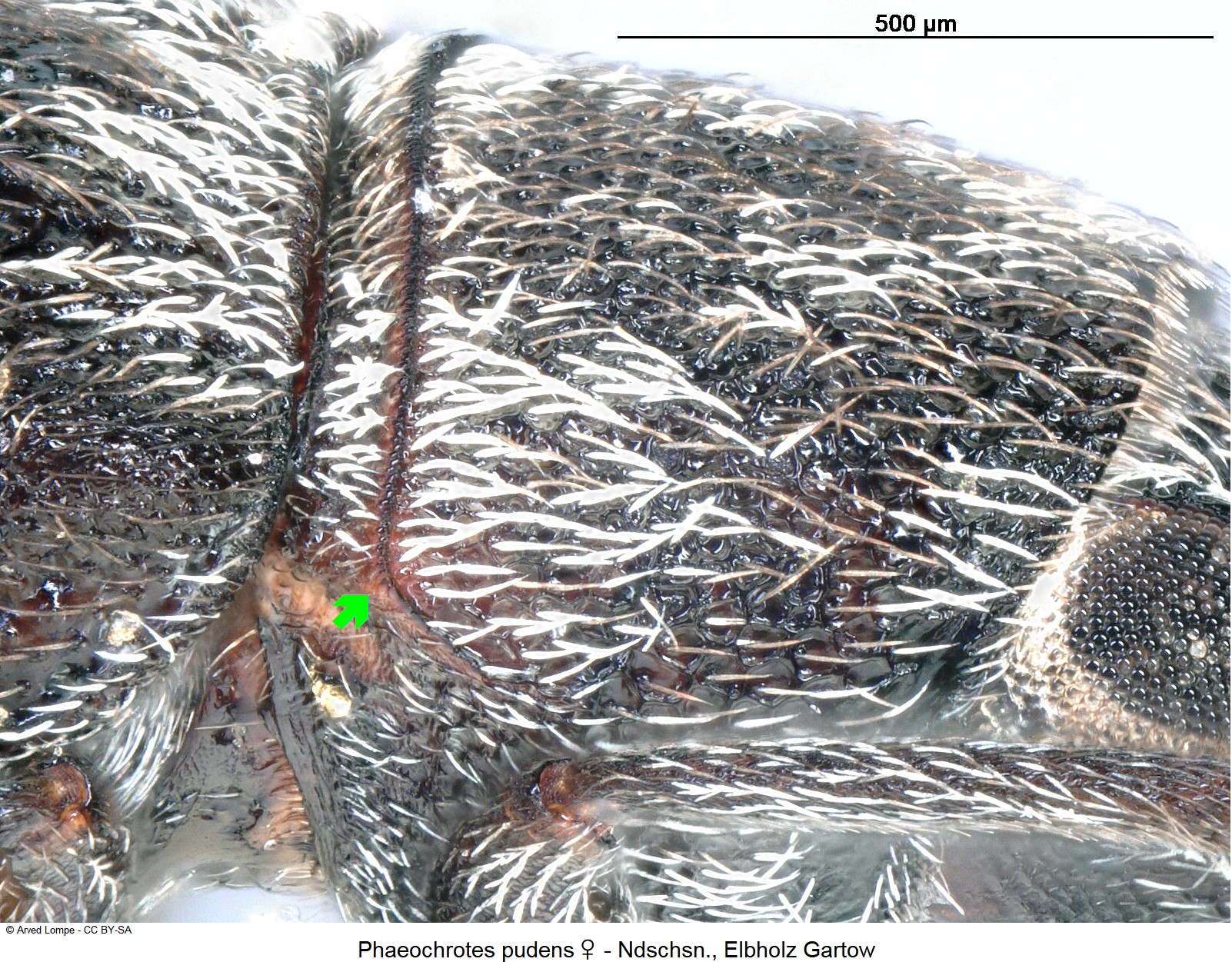 phaeochrotes_pudens_w_ck12712_sa_hsch.jpg