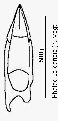 phalacrus_caricis.gif