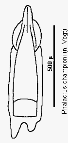 phalacrus_championi.gif