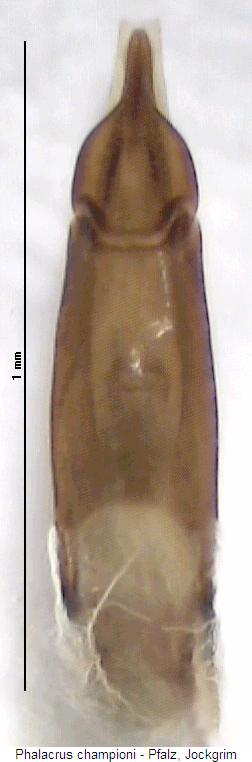 phalacrus_championi.jpg