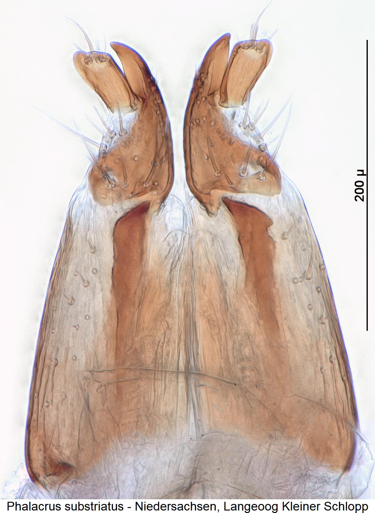 phalacrus_substriatus_ovi.jpg
