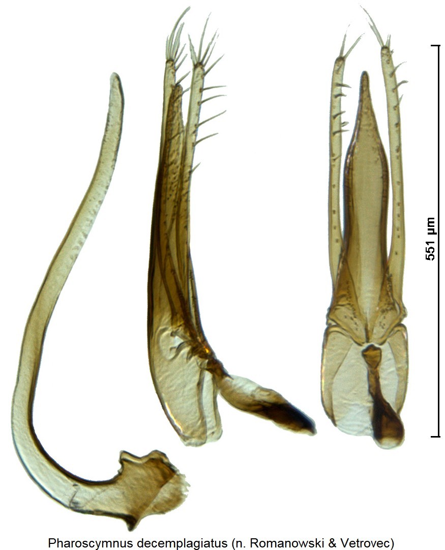 pharoscymnus_decemplagiatus.jpg