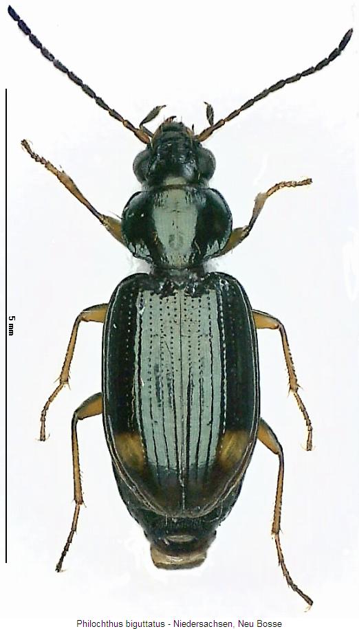 philochthus_biguttatus_hab.jpg