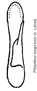 philonthus_longicornis.gif
