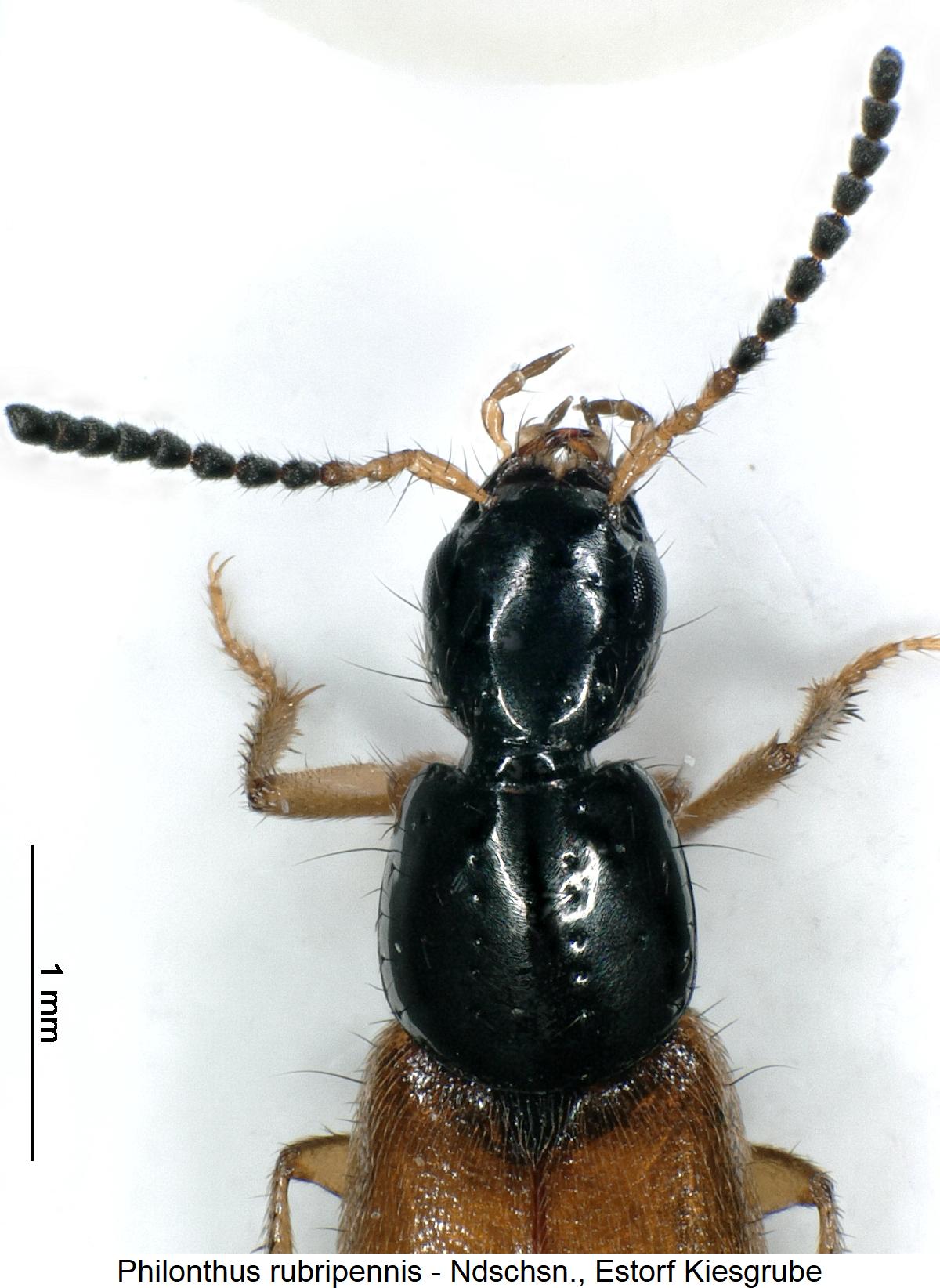 philonthus_rubripennis_vk.jpg