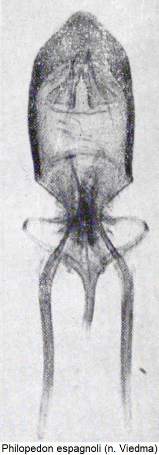 philopedon_espagnoli.jpg