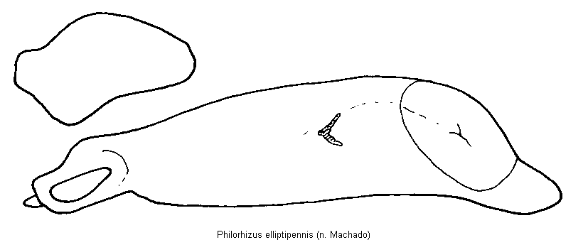 philorhizus_elliptipennis.gif