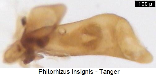 philorhizus_insignis.jpg