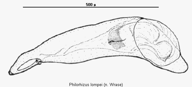 philorhizus_lompei.gif