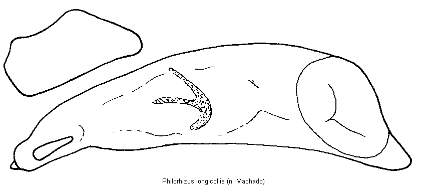 philorhizus_longicollis.gif