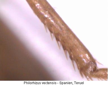 philorhizus_vectensis_mschn.jpg