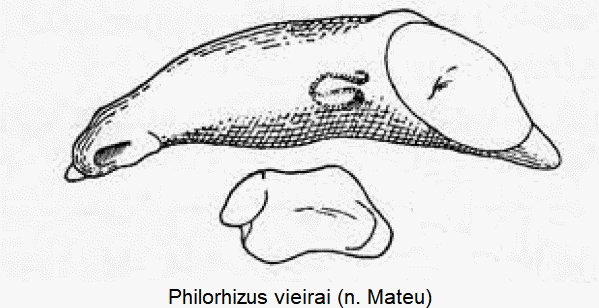 philorhizus_vieirai.gif
