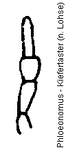 phloeonomus_kfts.gif