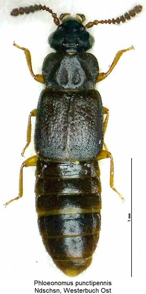 phloeonomus_punctipennis_hab.jpg