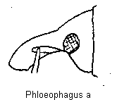phloeophagus_sa1.gif