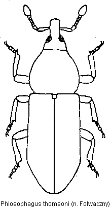 phloeophagus_thomsoni_hab.gif