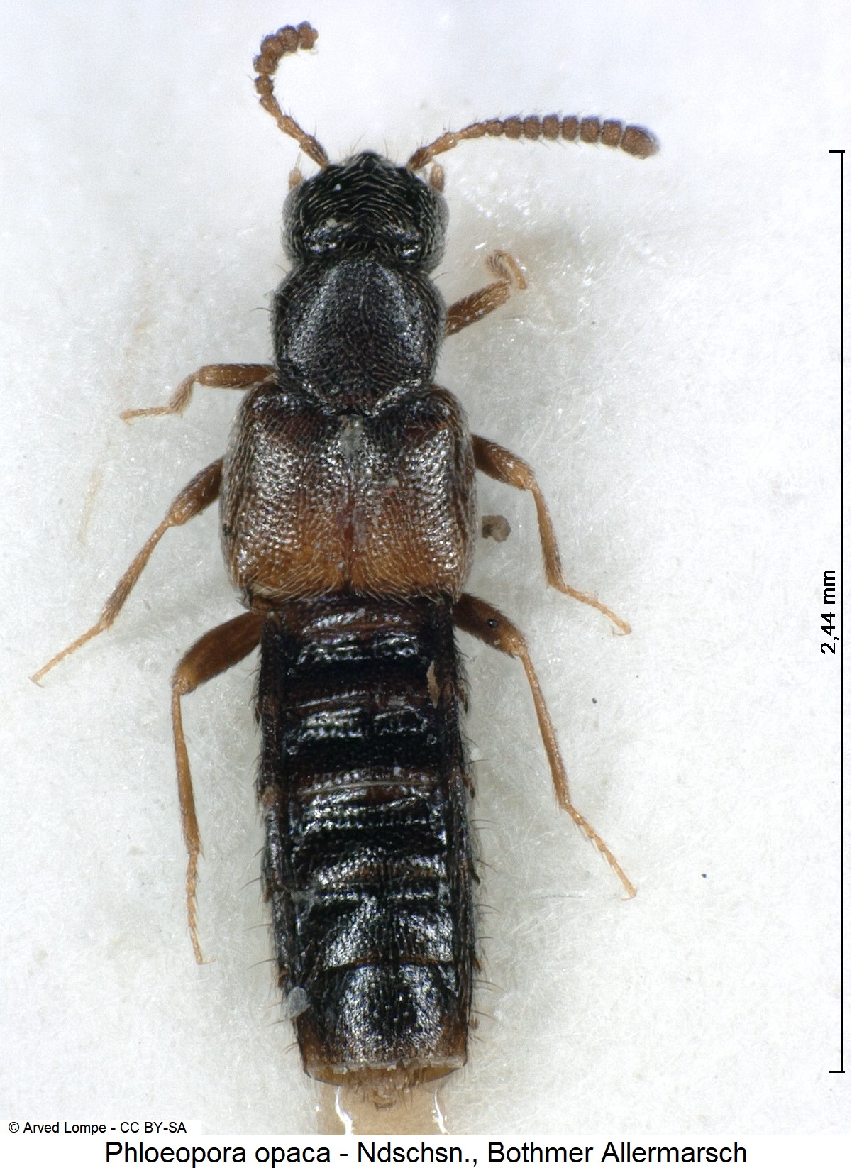 phloeopora_opaca_ck5840_hab.jpg