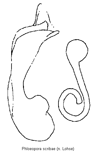 phloeopora_scribae.gif