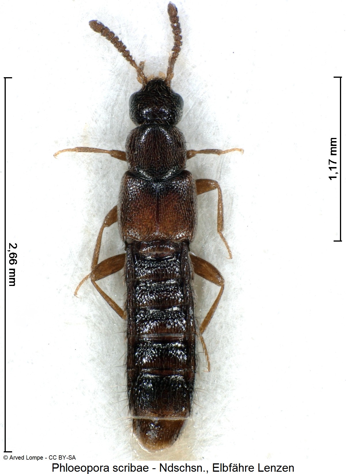 phloeopora_scribae_ck5839_hab.jpg