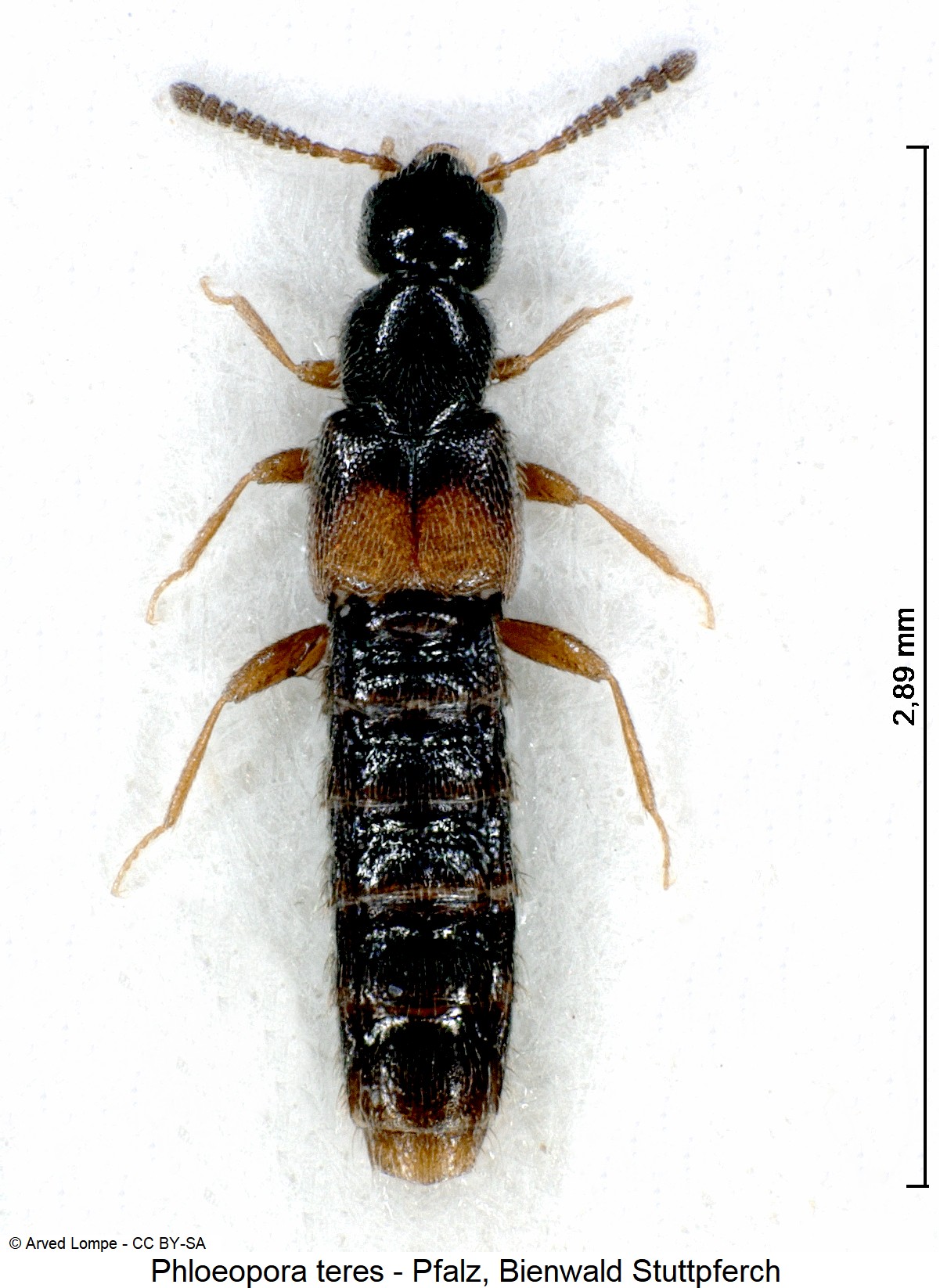 phloeopora_teres_ck24106_hab.jpg