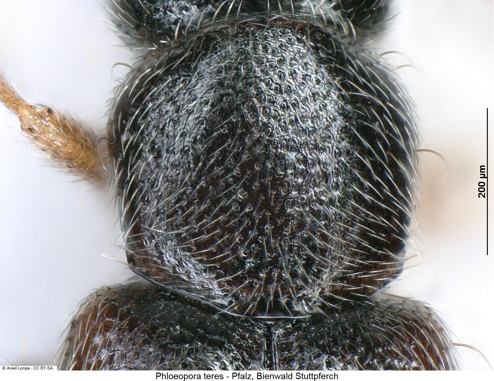 phloeopora_teres_ck24106_hsch.jpg