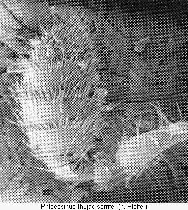 phloeosinus_serrifer_f.jpg