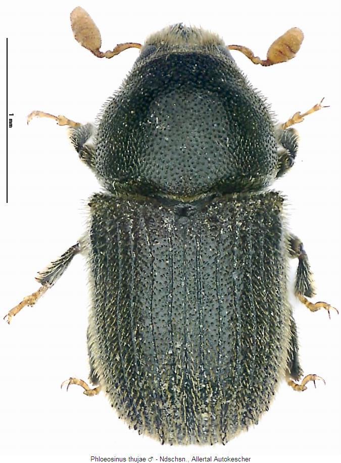 phloeosinus_thujae_hab.jpg