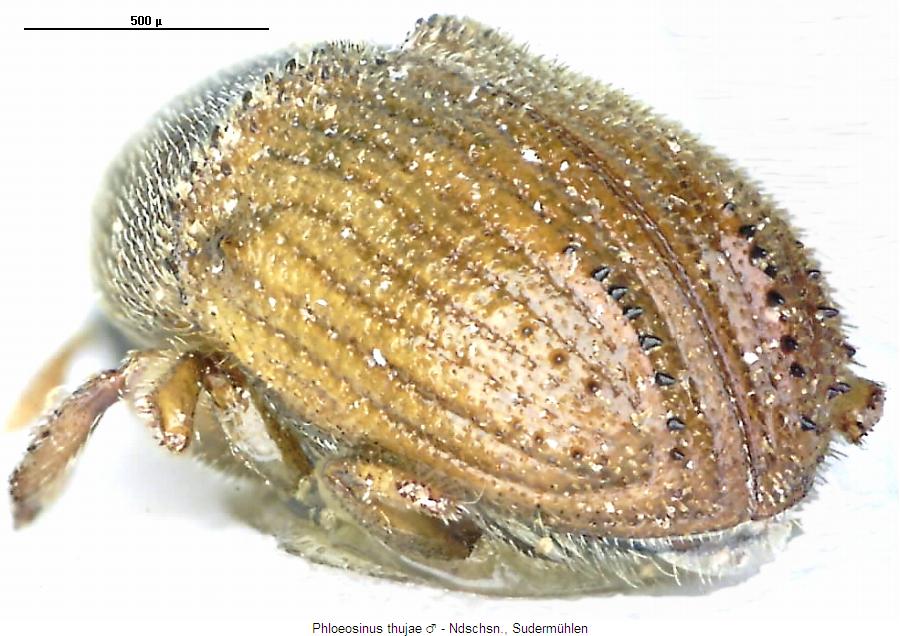 phloeosinus_thujaem_hab.jpg