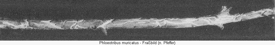 phloeotribus_muricatus_frass.gif