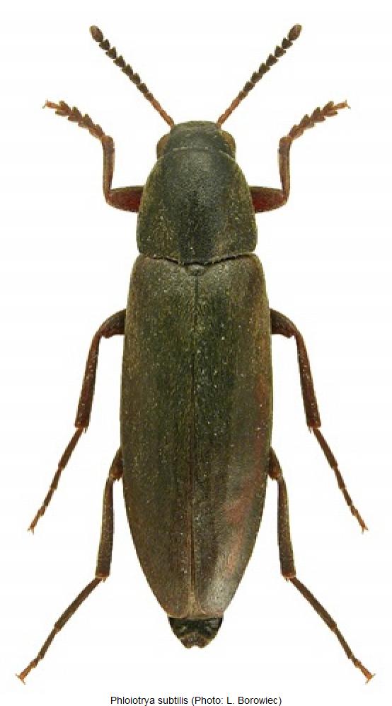 phloiotrya_subtilis_hab.jpg