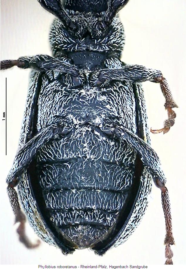 phyllobius_roboretanus_us.jpg