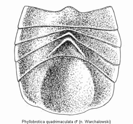 phyllobrotica_quadrimaculata_abd.gif