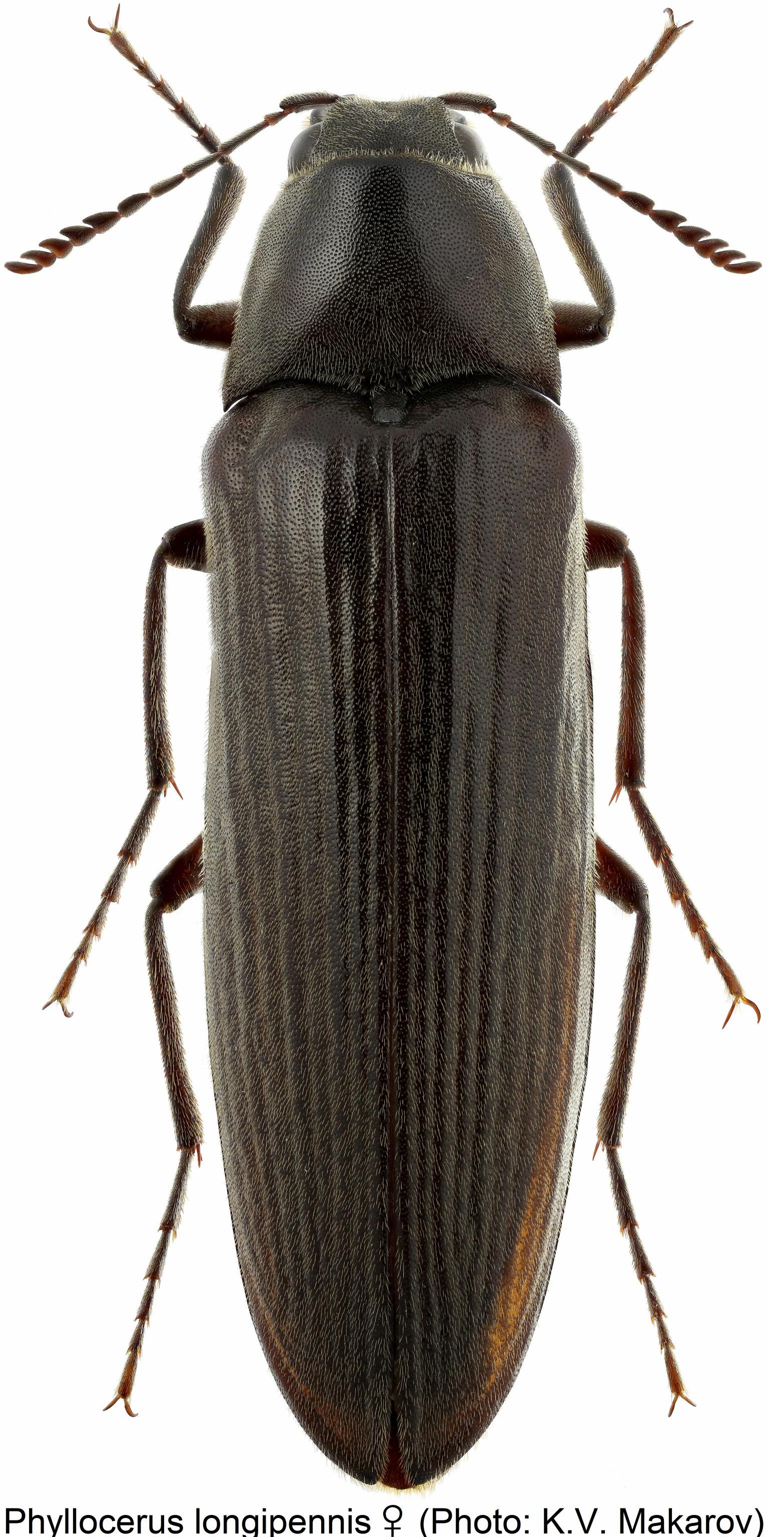 phyllocerus_longipennis_w_hab.jpg