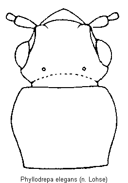 phyllodrepa_elegans_vk.gif