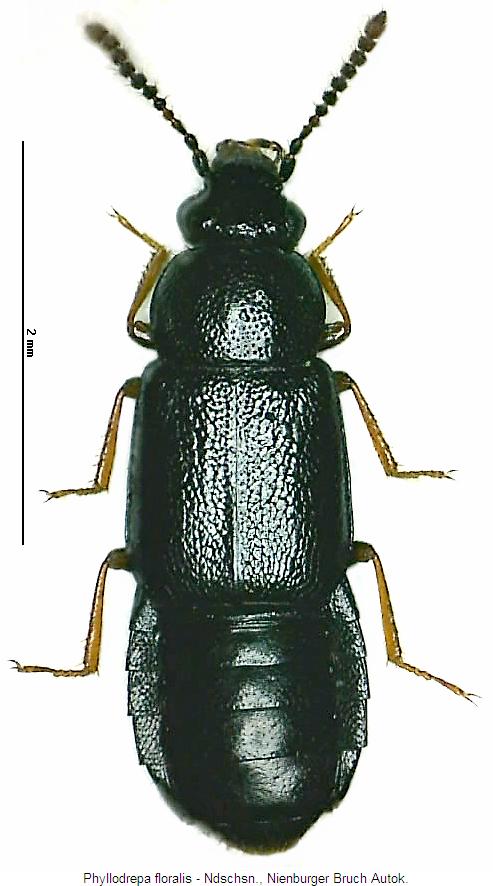 phyllodrepa_floralis_hab.jpg