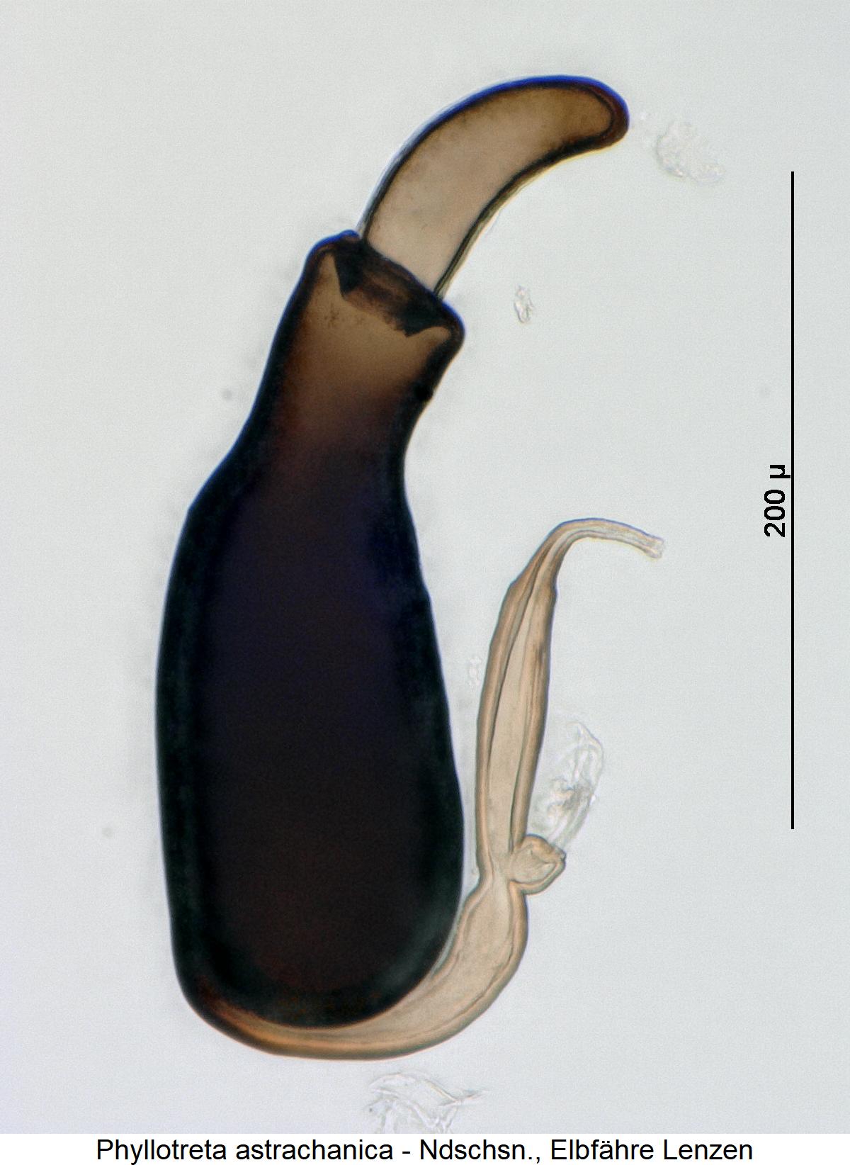 phyllotreta_astrachanica_sperm1.jpg