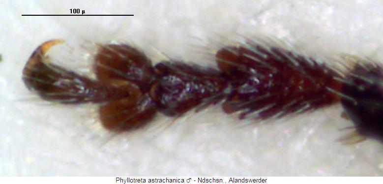 phyllotreta_astrachanica_tr.jpg
