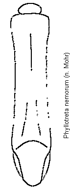 phyllotreta_nemorum.gif
