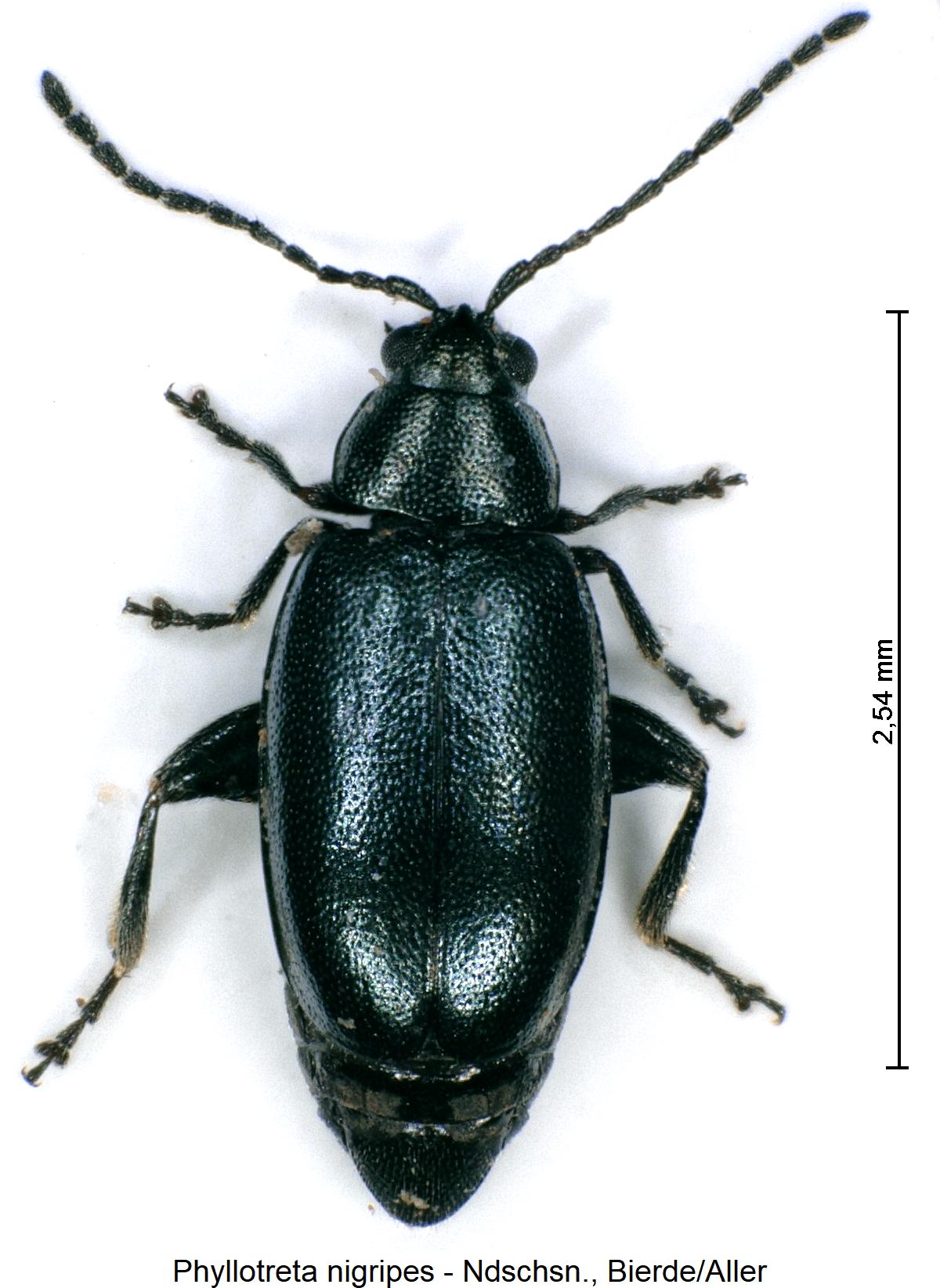 phyllotreta_nigripes_hab1.jpg