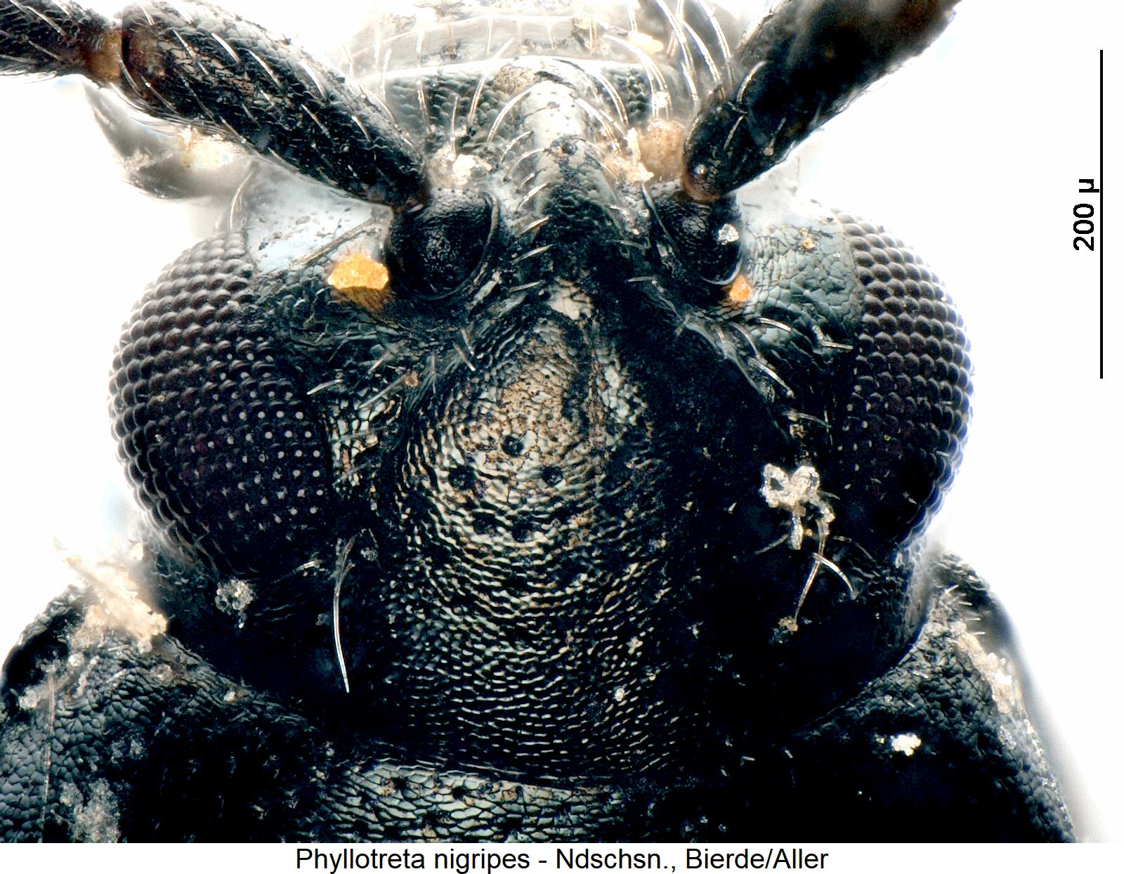 phyllotreta_nigripes_k.jpg
