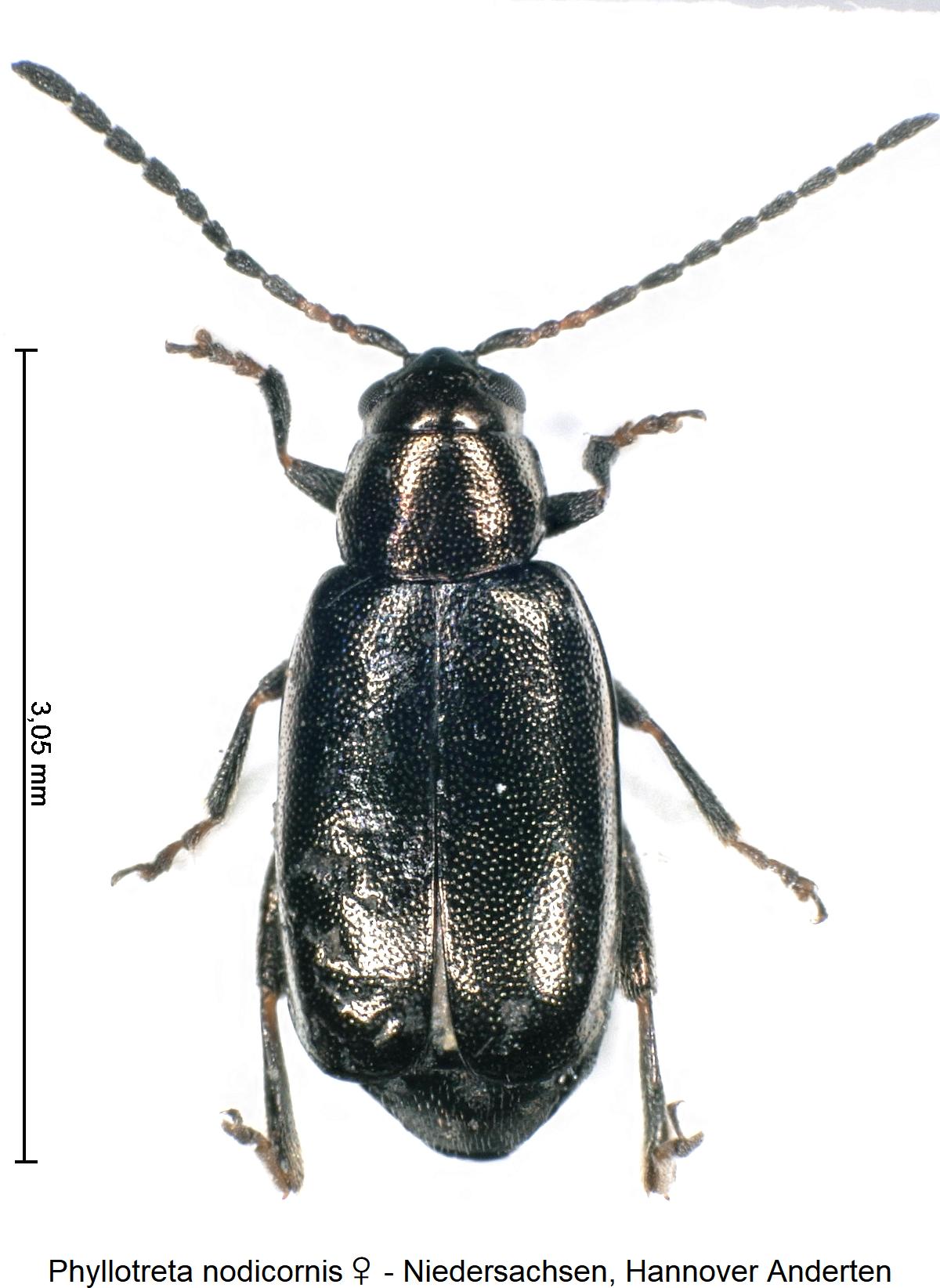 phyllotreta_nodicornis_w_hab.jpg