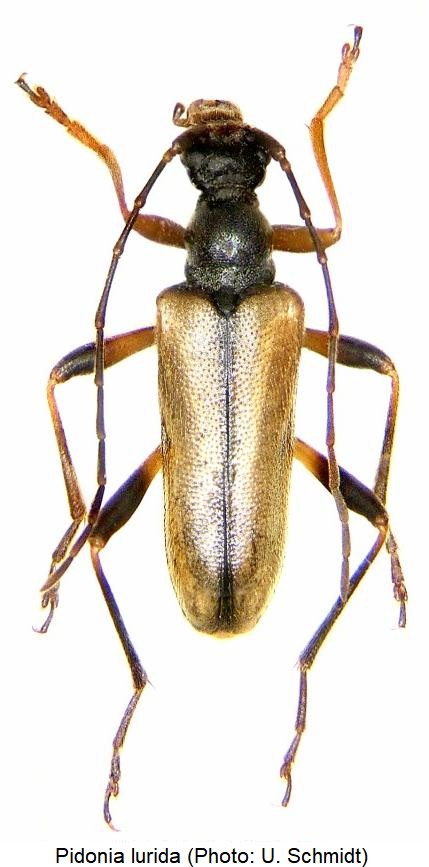 pidonia_lurida_hab.jpg