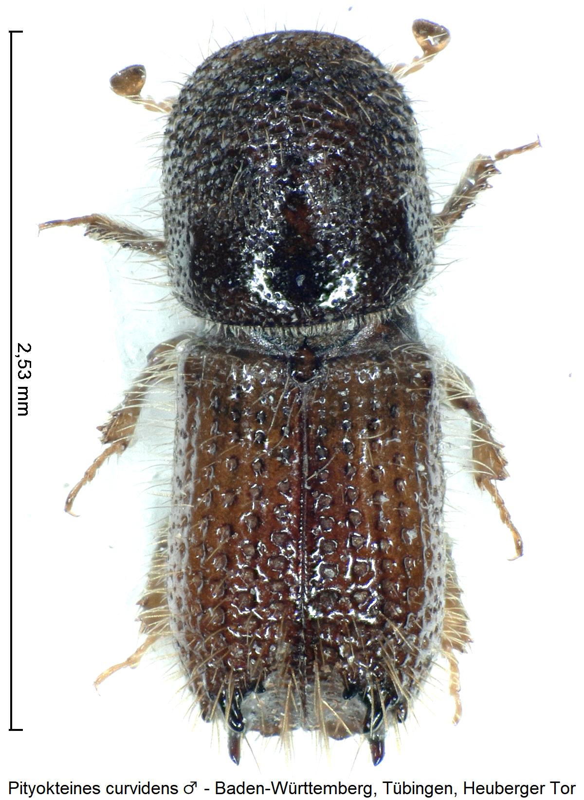 pityokteines_curvidens_m_hab.jpg